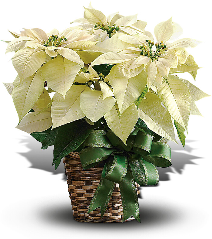 6&quot; White Poinsettia in Basket