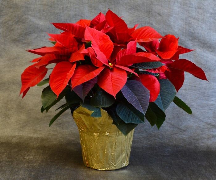 6&quot; Red Poinsettia