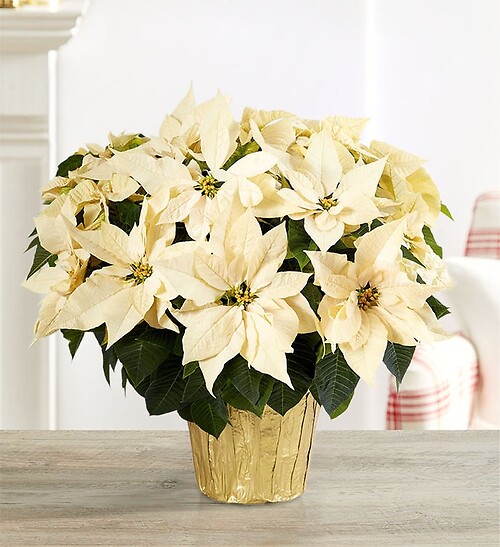 6&quot; White Poinsettia